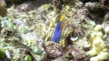 菲律宾野生动物海洋中的蓝色有趣的鱼。