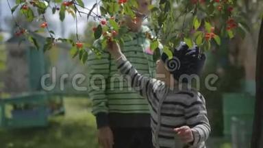 男孩<strong>坐在树上</strong>收集樱桃。