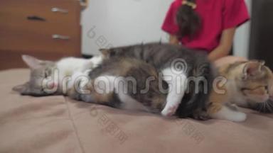 猫舔舔小猫的舌头播放慢动作视频.. 猫妈妈和小猫躺在沙发上。 猫猫