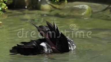 一只黑白相间的鸭子在邋遢的湖中清理她的羽毛
