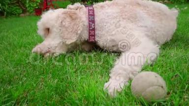 白色狮子狗吃草。 躺在绿色草坪上的白色小狗特写