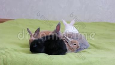 复活节标志，可爱的五颜六色的动物玩得开心，兔子爬在绿色的地板上，有趣的兔子