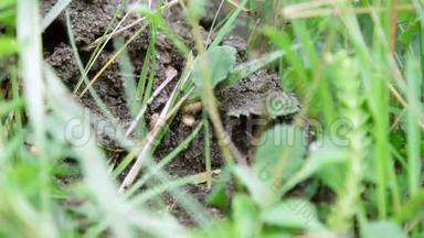 草丛中的蚁穴.. 许多蚂蚁在地上跑来跑去，拯救他们的卵，他们的后代。 这就是