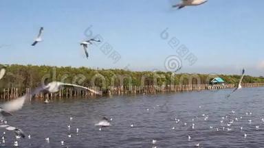 棕头海鸥(Larusbrunnice phalus)近海飞行