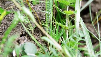 草丛中的蚁穴.. 许多蚂蚁在地上跑来跑去，拯救他们的卵，他们的后代。 这就是