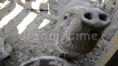 小猪一家看着农村农场<strong>院子</strong>里的镜头，嗅着镜头，年轻的越南小猪吃着传统的农场<strong>院子</strong>