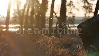 林中松林景观干草树桩剪影树在日落前被金色的阳光和户外阳光照射