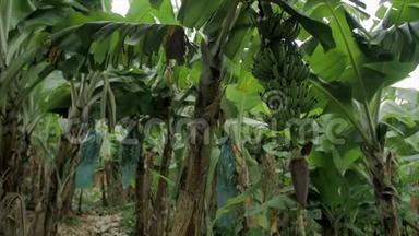 香蕉田和一串绿色香蕉