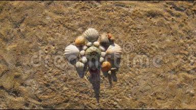 贝壳图案曼陀罗出现在沙子上。 停止运动动画。