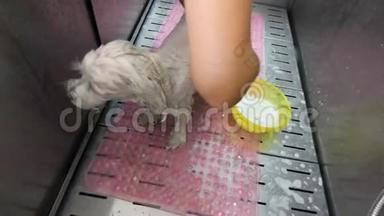 女洗手牵着宠物。 水中的盆和泡沫清洗白色法国拉狗。 可爱的小狗看着