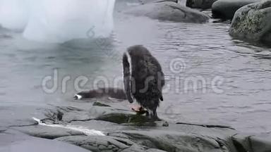 古图企鹅的屁股
