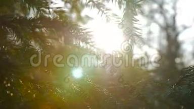 日落全景的神奇森林场景与发挥太阳通过松枝。