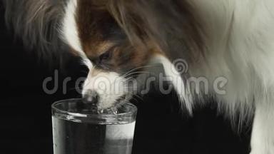 美丽的年轻公犬欧陆玩具猎犬帕皮隆从黑色背景的玻璃杯中缓慢地喝清水