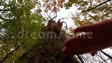 喂松鼠在秋天公园爬树慢动作镜头