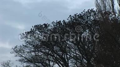 英国的一大群雏鸟从树上飞得很快