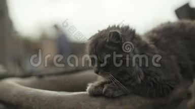 悲伤的无家可归的猫在木栅栏上休息。 灰色无家可归的猫打盹。 长长的白色威士忌。 猫画像，没有人