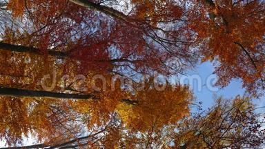 季秋，秋天的森林里有金色的山毛榉树和落叶。 慢动作，特写高清写实三维动画..