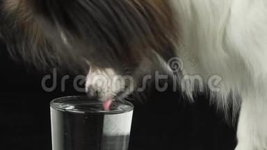 美丽的年轻公犬欧陆玩具猎犬帕皮隆从黑色背景的玻璃杯中缓慢地喝清水