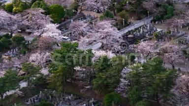 日本东京青山墓园樱花时间流逝