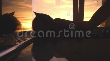 美丽的缅因州猫坐在窗户上看日落时的阳光。 女人的手抚摸着猫。 3840x2160