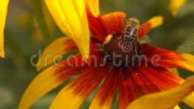 蜜蜂在黄色的锥花上爬行，然后飞走了。 超级慢动作宏视频，250fps
