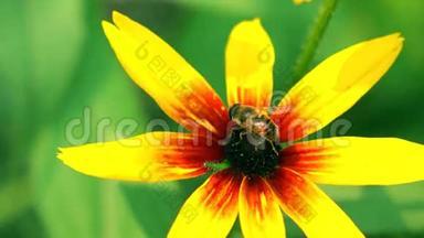 蜜蜂在黄色的锥花上爬行，然后飞走了。 4K宏视频，生动的颜色版本