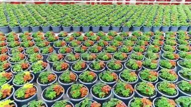 种植花卉的温室，出售花卉，种植花卉，花卉经营，花卉配绿