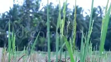 巴厘Ubud水稻茎秆与棕榈树背景特写视频