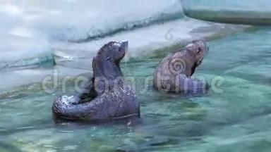 两个毛皮海豹被清洗干净，并在靠近海岸的水中刮掉尾巴