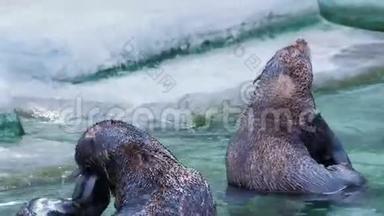 两个海豹在岸边的水中被清洗和刮掉尾巴