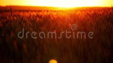 日落时的小麦。 在美丽的傍晚阳光下。 谷物作物。 小麦收获。 一口<strong>麦子</strong>。