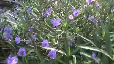 紫花蕊霞蕊.
