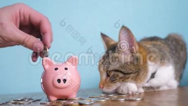 猪<strong>银行</strong>和猫团队合作搞笑视频钱概念<strong>金融</strong>业务会计。 财猫会计<strong>金融</strong>家
