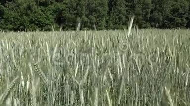 小麦黑麦耳在靠近森林树木的农田中随风移动。 4K