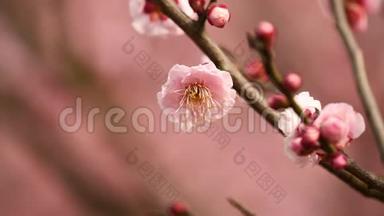 春天的花朵系列：粉红色的梅花在微风中绽放，近景，4K电影，慢动作