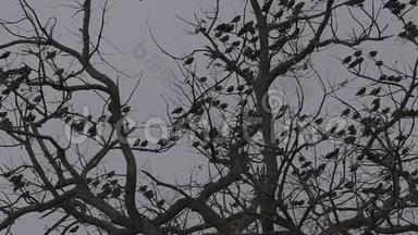 鸟在橡树枝上，冬天多云的天空，三脚架<strong>固定</strong>相机关闭