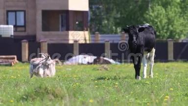 白山羊和小牛在村庄附近的绿田里放牧
