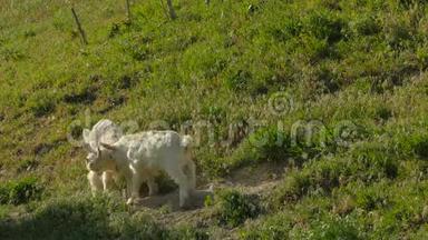 两个山羊小孩在绿色牧场打架