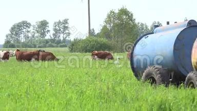 草地牧场<strong>饲喂</strong>的一组牲畜奶牛.. 水库。 4K