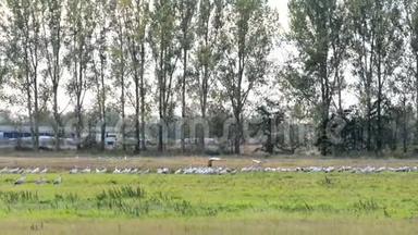 德国勃兰登堡莱茵卢赫地区的一片草地上，一群鹤鸟在觅食。 秋鸟迁徙