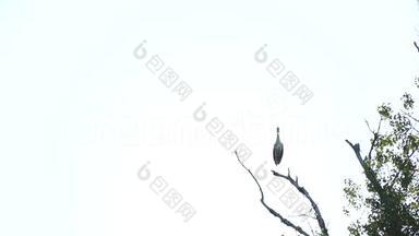 白鹭从树上起飞，慢动作