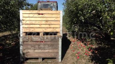 拖拉机捡起装满苹果<strong>水果</strong>的木箱和<strong>运输</strong>。 4K