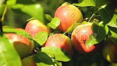 花园树枝上的新鲜红苹果
