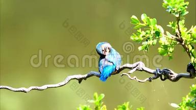 慢镜头电影的场景，鸟翠鸟阿尔塞多在这站在树枝上，警觉地环顾四周在风中