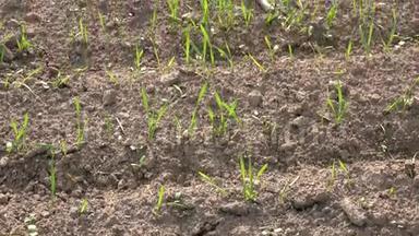 冬季小麦作物的新芽在秋季生长在<strong>农田</strong>中。 4K