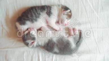两只小猫搞笑视频正在睡觉.. 两只小猫弟弟睡在床上拥抱宠物猫概念生活方式