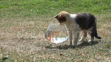 好奇的可爱的猫试图通过水族馆的玻璃捕捉陆克文鱼。 特写镜头。 4K