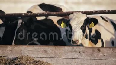 牛犊在农场吃绿色食品.