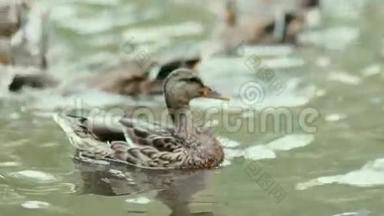 慢动作：棕色鸭子在池塘里游泳。 很多鸭子在水里。 T T