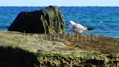 海鸟，鸭嘴兽石